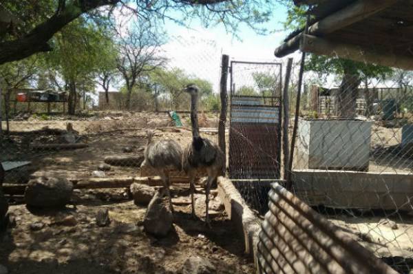 POLICIA AMBIENTAL SECUESTRO ÑANDUES Y OTRAS AVES EN CAUTIVERIO