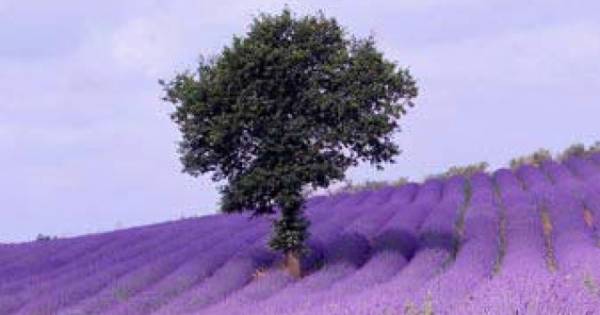 POR PRIMERA VEZ EN LA CUMBRE SE REALIZARA LA FIESTA DE LA LAVANDA