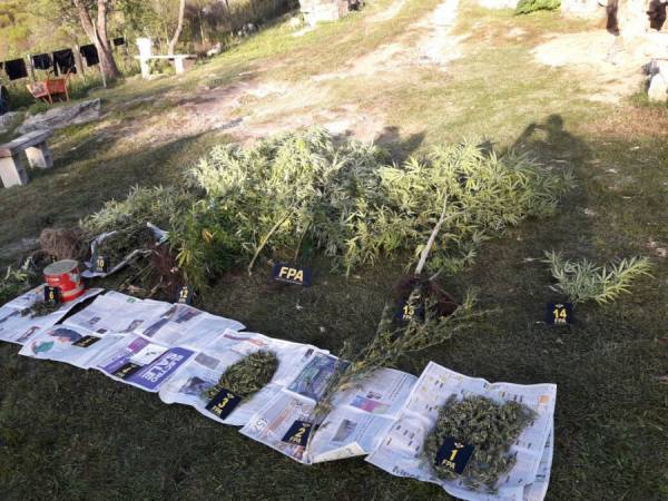 SECUESTRAN PLANTAS DE MARIHUANA EN TANTI