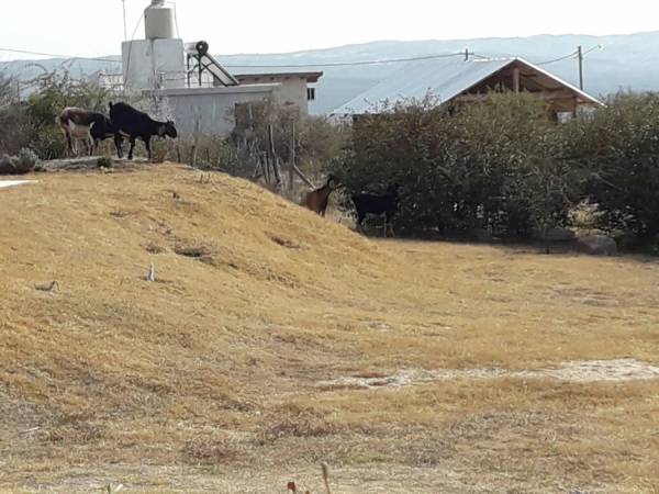 VECINOS DE LA CUMBRE MOLESTOS POR ANIMALES SUELTOS EN LA VIA PUBLICA