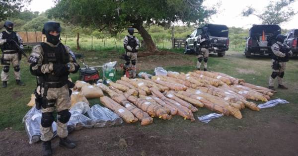 PLANTACION DE MARIHUANA: AHORA DETUVIERON AL DUEÑO DEL CAMPO