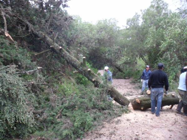 EL FUERTE VIENTO TIRO MUCHOS PINOS EN LA CUMBRE