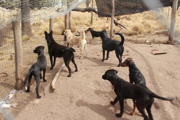 ¿QUE SE HACE CON LOS PERROS SUELTOS EN LA CUMBRE?