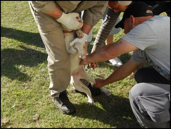 VACUNACION ANTIRRABICA EN VILLA GIARDINO