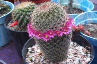 EXPOSICION ANUAL DE CACTUS EN CAPILLA DEL MONTE