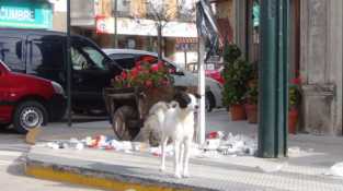 EL PROBLEMA DE TODOS LOS DIAS: PERROS QUE ROMPEN LAS BOLSAS DE BASURA