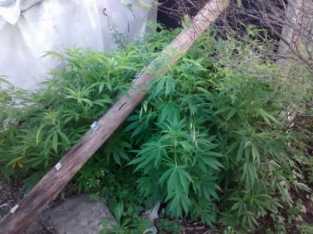 TANTI: TENIA UNA PLANTACION DE MARIHUANA EN SU PATIO